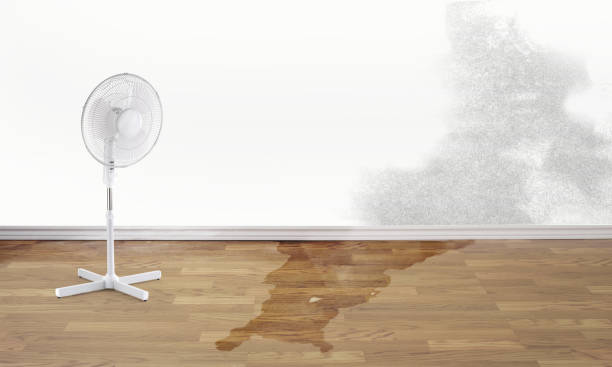 Best Carpet water damage restoration  in Carney, MD